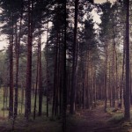 woods1 woods1
