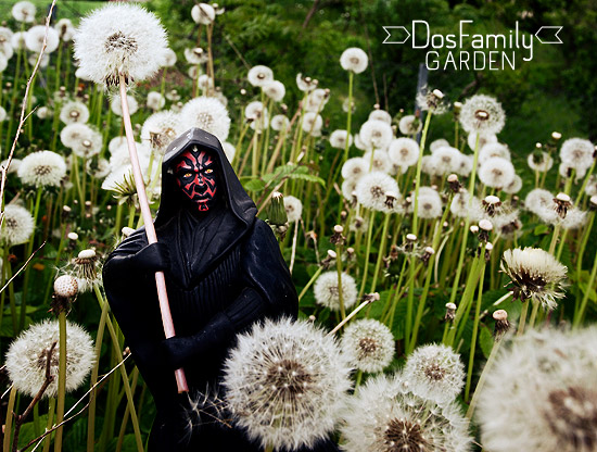 dosfamily-garden-starwars-guard1
