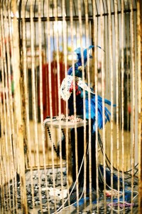 antor1