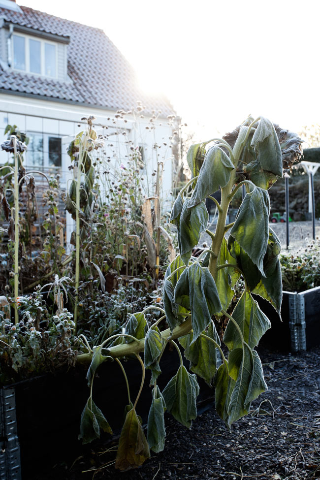 dosfamily-fall-in-garden