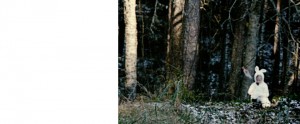 frilil2