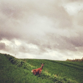 dosfamily-instagram-ohdeer